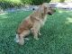 Golden Retriever Puppies for sale in Plano, TX, USA. price: $750