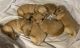 Golden Retriever Puppies for sale in Hendersonville, NC, USA. price: $1,000