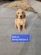 Golden Retriever Puppies for sale in Spring Valley, CA, USA. price: $550
