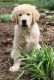 Golden Retriever Puppies for sale in Shipshewana, IN 46565, USA. price: NA