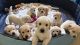 Golden Retriever Puppies for sale in Fontana, CA, USA. price: NA