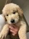 Golden Retriever Puppies for sale in Hialeah, FL, USA. price: $500