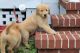 Golden Retriever Puppies for sale in DeLand, FL 32720, USA. price: NA