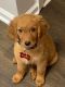 Golden Retriever Puppies for sale in Dallas, GA 30157, USA. price: NA