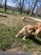 Golden Retriever Puppies for sale in Pigeon Falls, WI, USA. price: NA