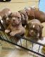 Golden Retriever Puppies for sale in Jersey City, NJ, USA. price: $100