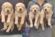 Golden Retriever Puppies for sale in Bhiwadi, Rajasthan, India. price: 15,000 INR
