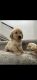 Golden Retriever Puppies for sale in Rancho Cucamonga, CA, USA. price: $2,000