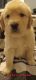 Golden Retriever Puppies for sale in Oxford, AL, USA. price: NA