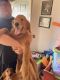 Golden Retriever Puppies for sale in Harmony, NC 28634, USA. price: $600