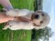 Golden Retriever Puppies for sale in Dallas, TX, USA. price: $400