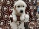 Golden Retriever Puppies for sale in New Bern, NC, USA. price: NA