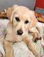 Golden Retriever Puppies for sale in St Michael, MN, USA. price: $450