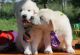 Golden Retriever Puppies for sale in Orlando, FL, USA. price: $700