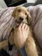 Golden Retriever Puppies for sale in Thornton, CO, USA. price: $1,300