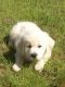 Golden Retriever Puppies for sale in Gretna, VA 24557, USA. price: NA