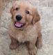 Golden Retriever Puppies for sale in Bedford, VA 24523, USA. price: NA