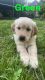 Golden Retriever Puppies for sale in Akron, OH, USA. price: $700