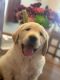 Golden Retriever Puppies for sale in Moriarty, NM 87035, USA. price: NA