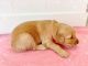 Golden Retriever Puppies for sale in San Jose, CA, USA. price: $2,000