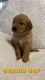 Golden Retriever Puppies for sale in Fort Walton Beach, FL 32547, USA. price: NA
