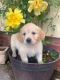 Golden Retriever Puppies for sale in Dallas, TX, USA. price: $400