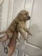 Golden Retriever Puppies for sale in Riverside, CA, USA. price: $1,500