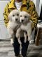 Golden Retriever Puppies for sale in Reno, NV, USA. price: $1,400