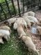 Golden Retriever Puppies for sale in Central, NC 28625, USA. price: NA