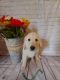 Golden Retriever Puppies for sale in Tennessee Ridge, TN, USA. price: NA