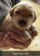 Golden Retriever Puppies for sale in Winslow, IL 61089, USA. price: $1,400