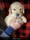 Golden Retriever Puppies for sale in Winslow, IL 61089, USA. price: NA