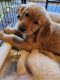 Golden Retriever Puppies for sale in Salem, OR, USA. price: $1,200