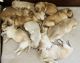Golden Retriever Puppies for sale in Nashville, TN, USA. price: NA