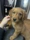 Golden Retriever Puppies for sale in Chicago, IL 60652, USA. price: $300