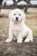Golden Retriever Puppies for sale in 2722 Dewberry Rd, Morrill, KS 66515, USA. price: $1,800