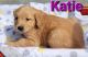Golden Retriever Puppies for sale in Holton, MI 49425, USA. price: $375