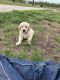 Golden Retriever Puppies for sale in Carbondale, KS 66414, USA. price: NA