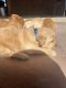 Golden Retriever Puppies for sale in Patterson, CA 95363, USA. price: $1,100