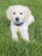 Golden Retriever Puppies for sale in South Windsor, CT, USA. price: $1,300
