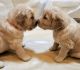 Golden Retriever Puppies for sale in San Diego, CA, USA. price: $1,500