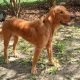 Golden Retriever Puppies for sale in Flanagan, IL 61740, USA. price: NA