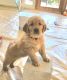 Golden Retriever Puppies for sale in San Diego, CA, USA. price: $1,450