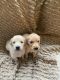 Golden Retriever Puppies for sale in Traverse City, MI, USA. price: $1,800