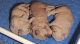 Golden Retriever Puppies for sale in Stateline, NV 89449, USA. price: NA