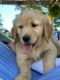 Golden Retriever Puppies for sale in Asheville, NC, USA. price: $1,800
