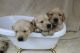 Golden Retriever Puppies for sale in Nampa, ID, USA. price: $600