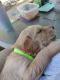 Golden Retriever Puppies for sale in Des Moines, WA, USA. price: $1,000