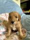 Golden Retriever Puppies for sale in Traverse City, MI, USA. price: NA