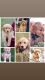 Golden Retriever Puppies for sale in Albemarle, NC, USA. price: $1,200
